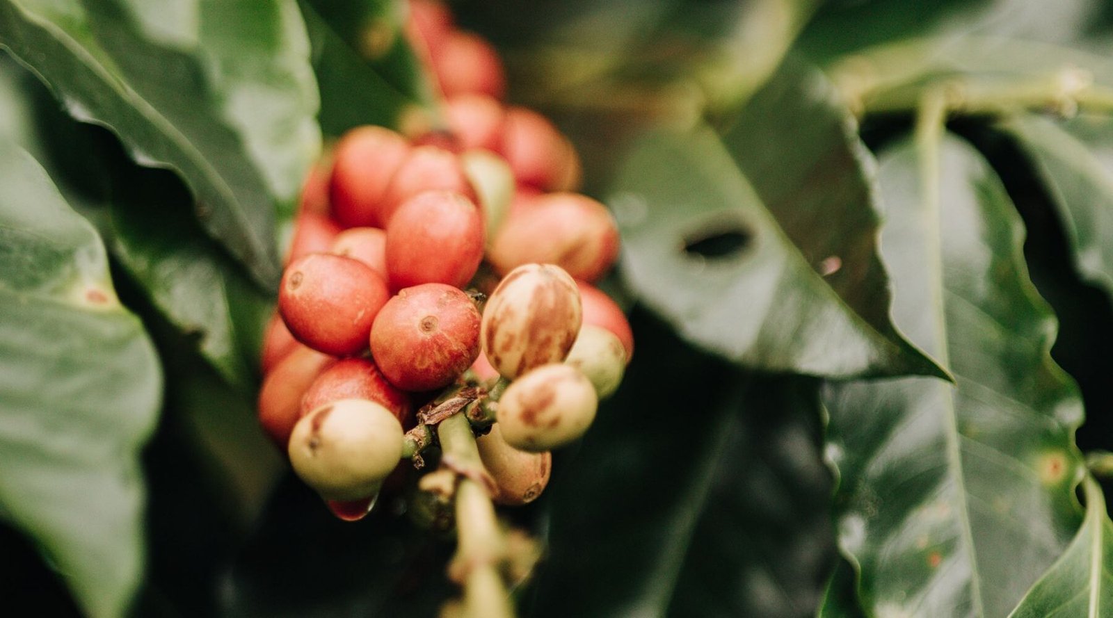 Ripe red coffee cherries on a branch at a coffee farm in Antioquia