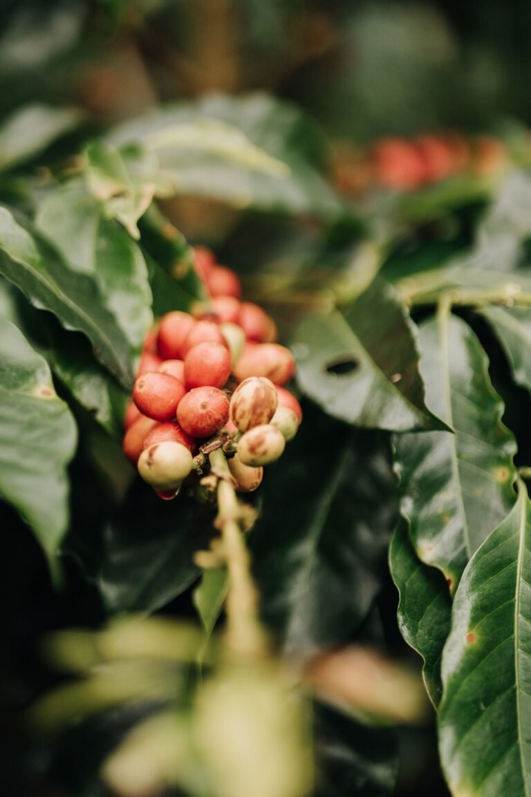 Ripe red coffee cherries on a branch at a coffee farm in Antioquia