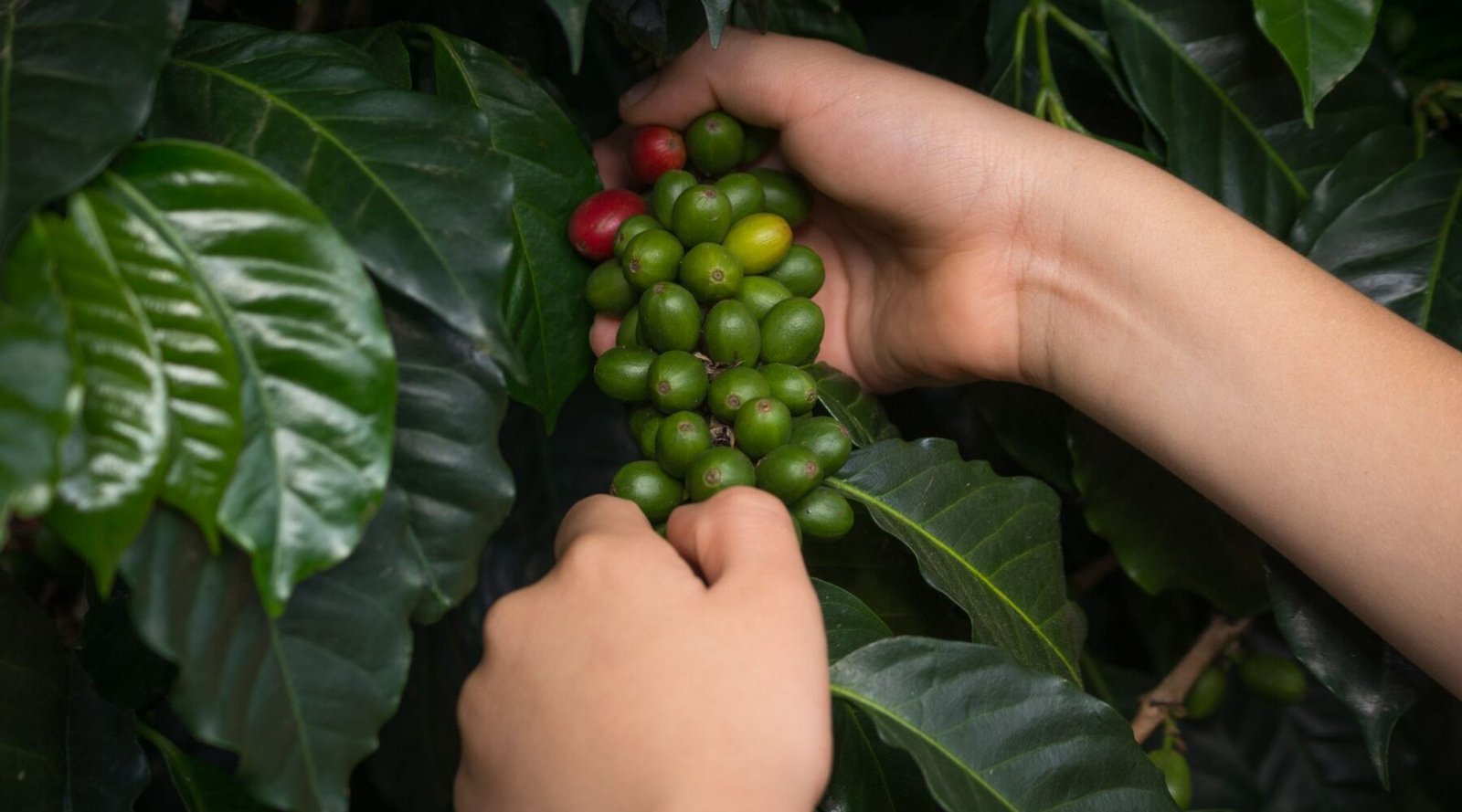 Hands picking ripe red coffee cherries on a Colombian coffee farm