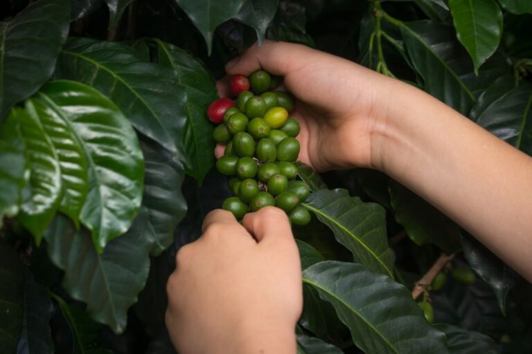 Hands picking ripe red coffee cherries on a Colombian coffee farm